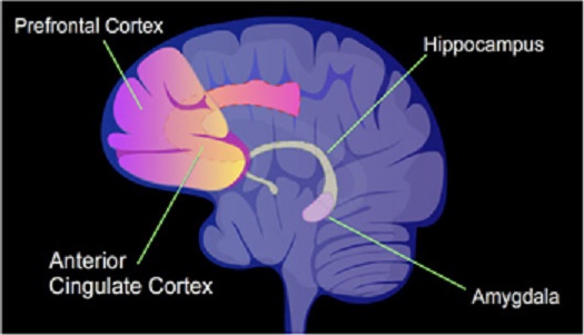 Do Empaths have an underdeveloped prefrontal cortex? It's going to take some education and some empathy to find out. 