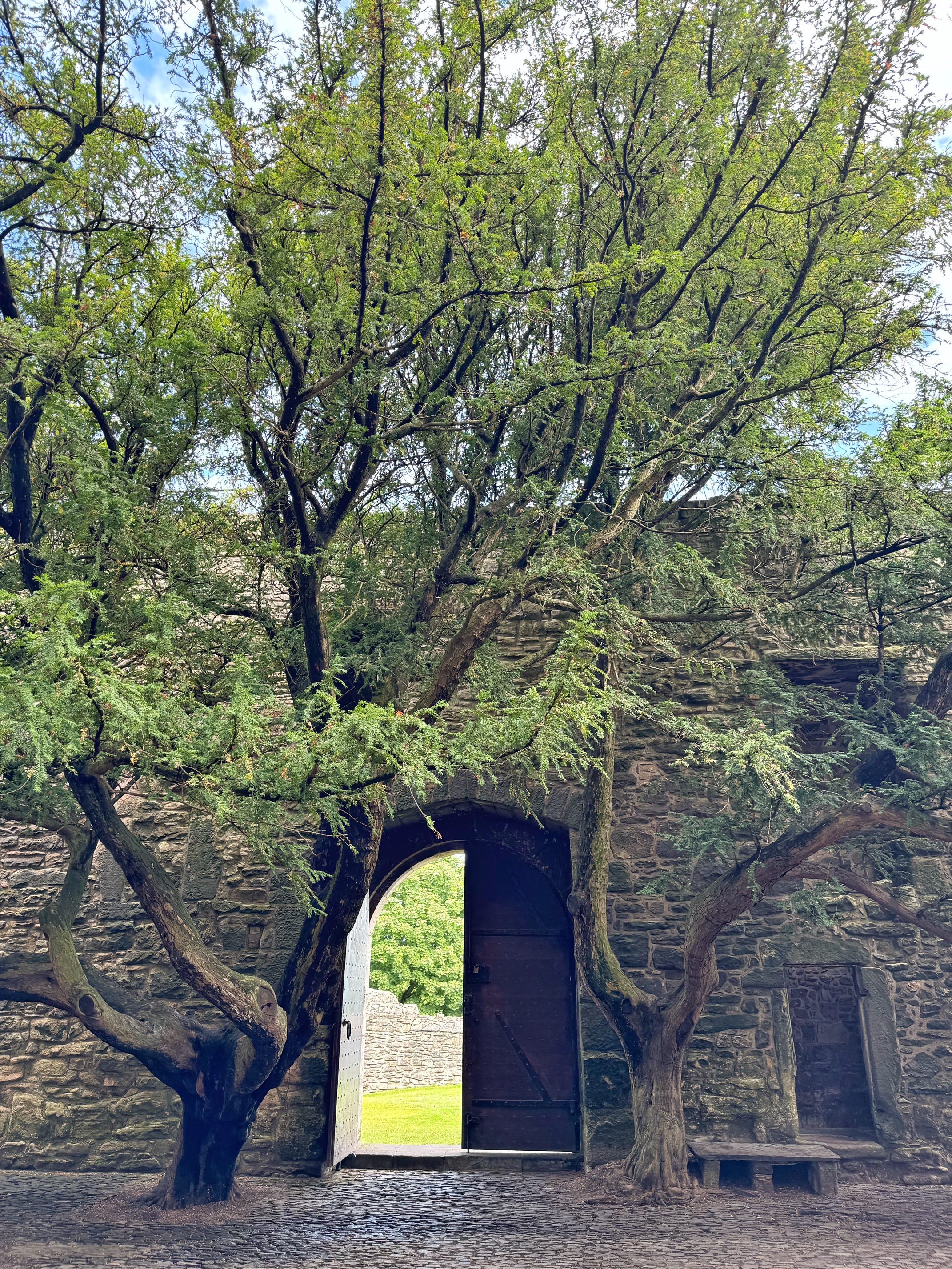 Craigmiller Castle Courtyard Tree