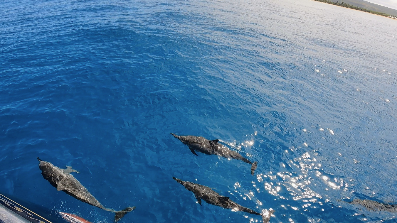 Hawaiian Spinner Dolphins