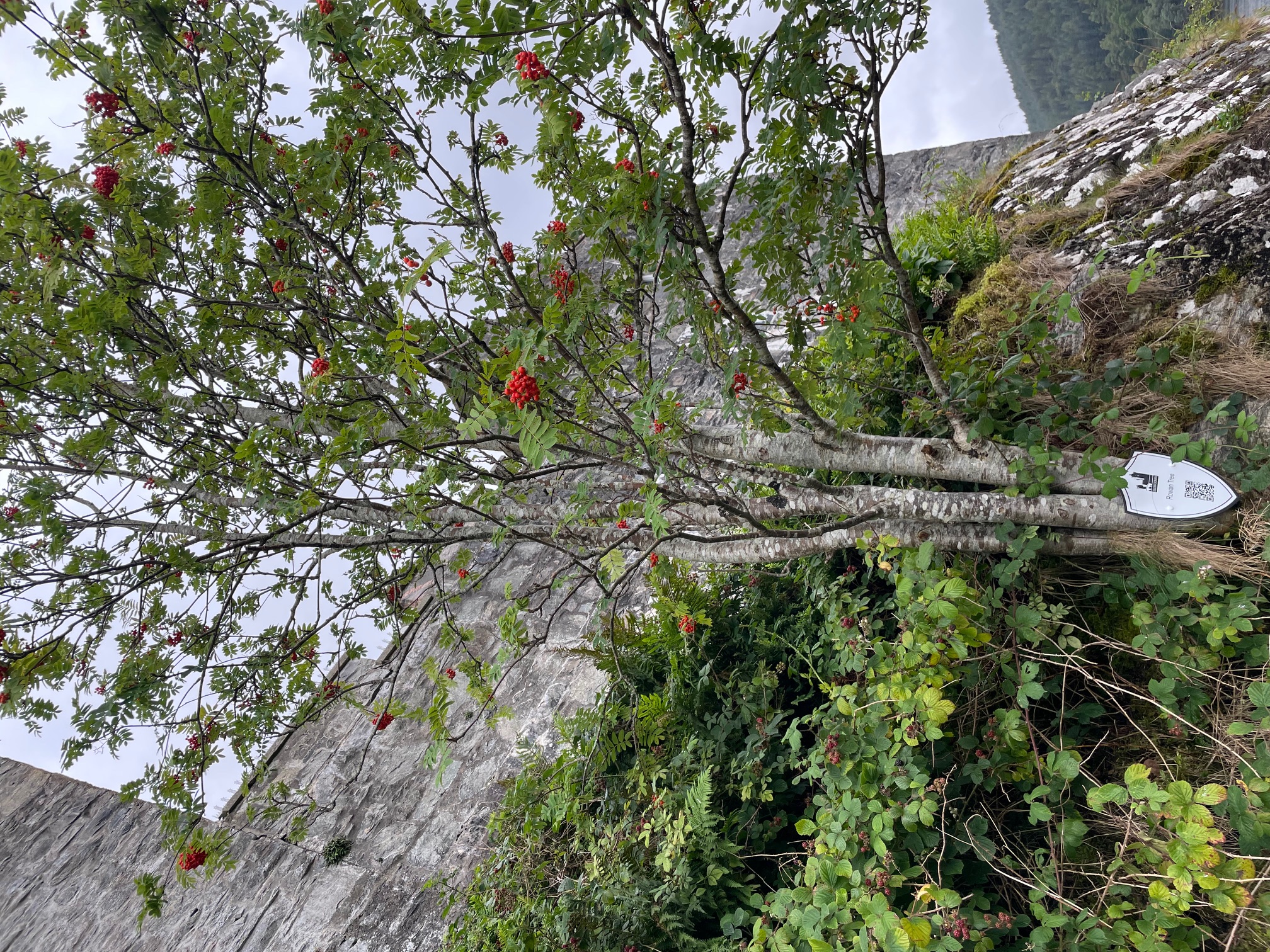 Eilean Donan Castle Rowan Tree