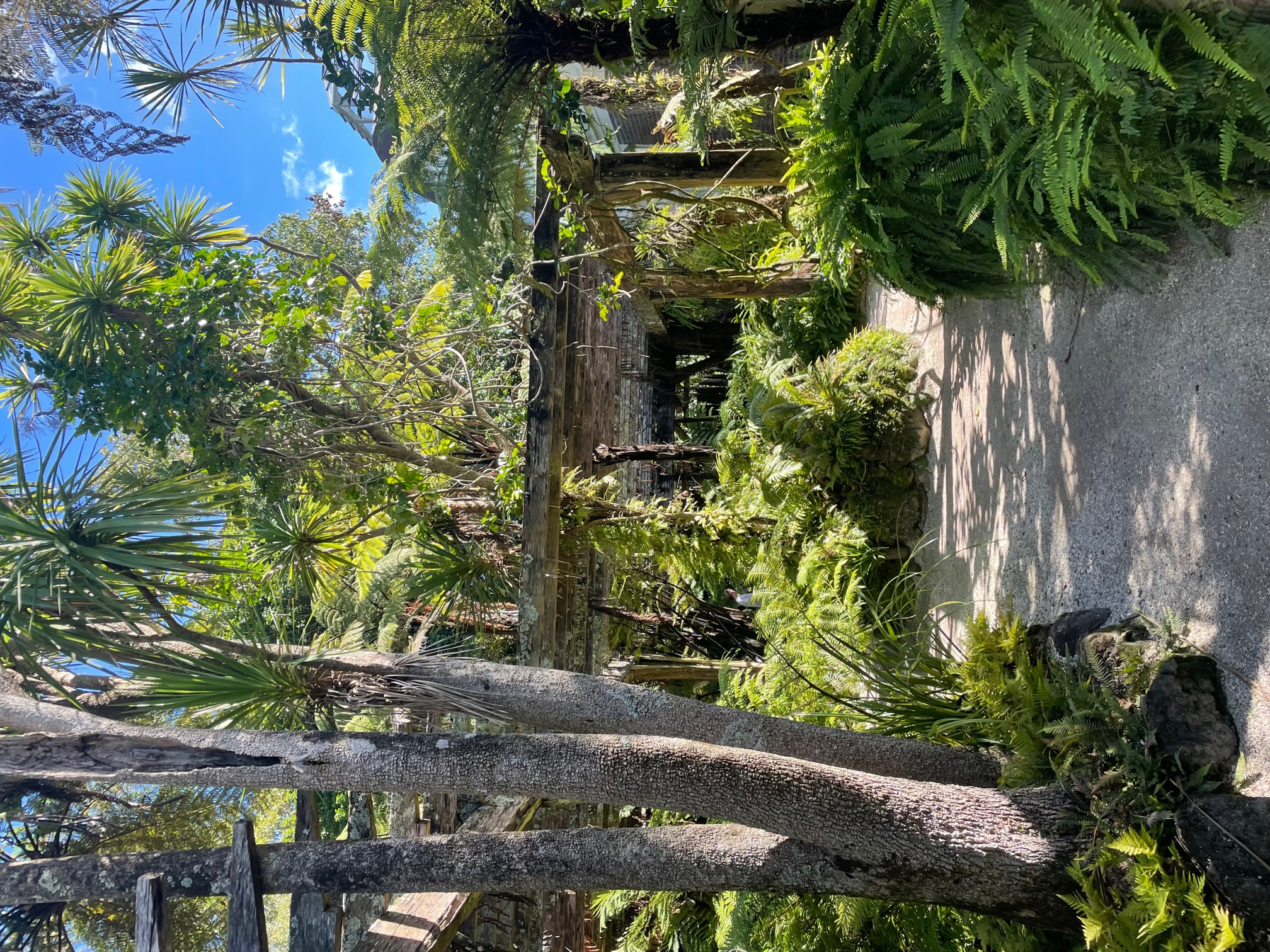 Fernery 2