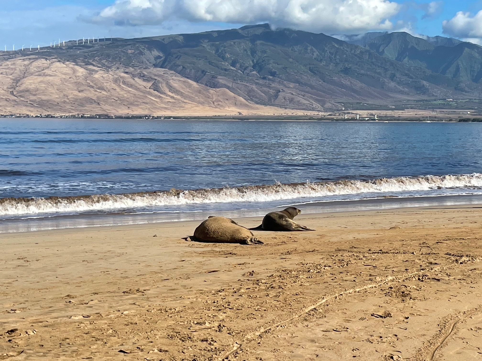 Hawaiian Monk Seals