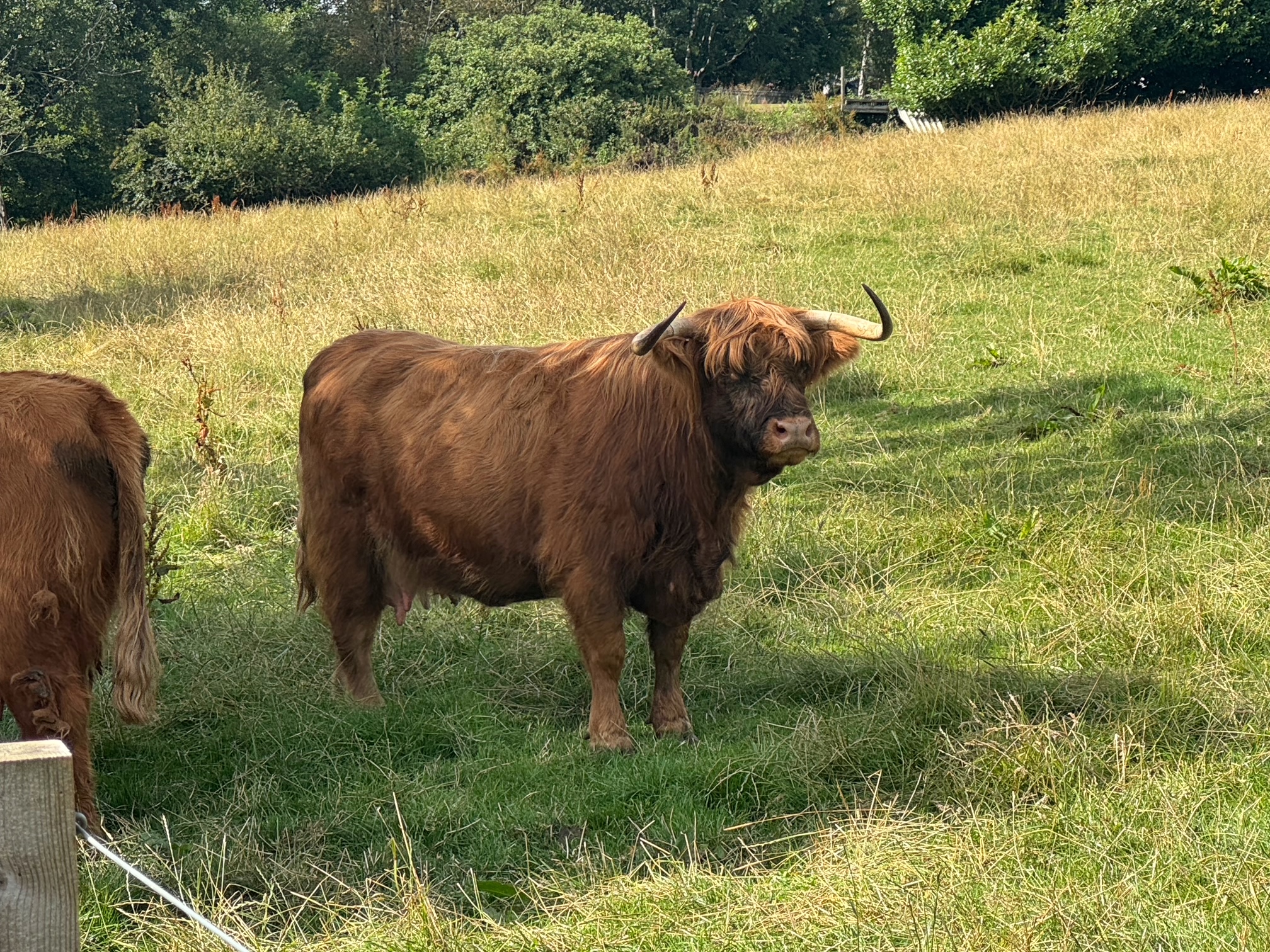 Highland Cow