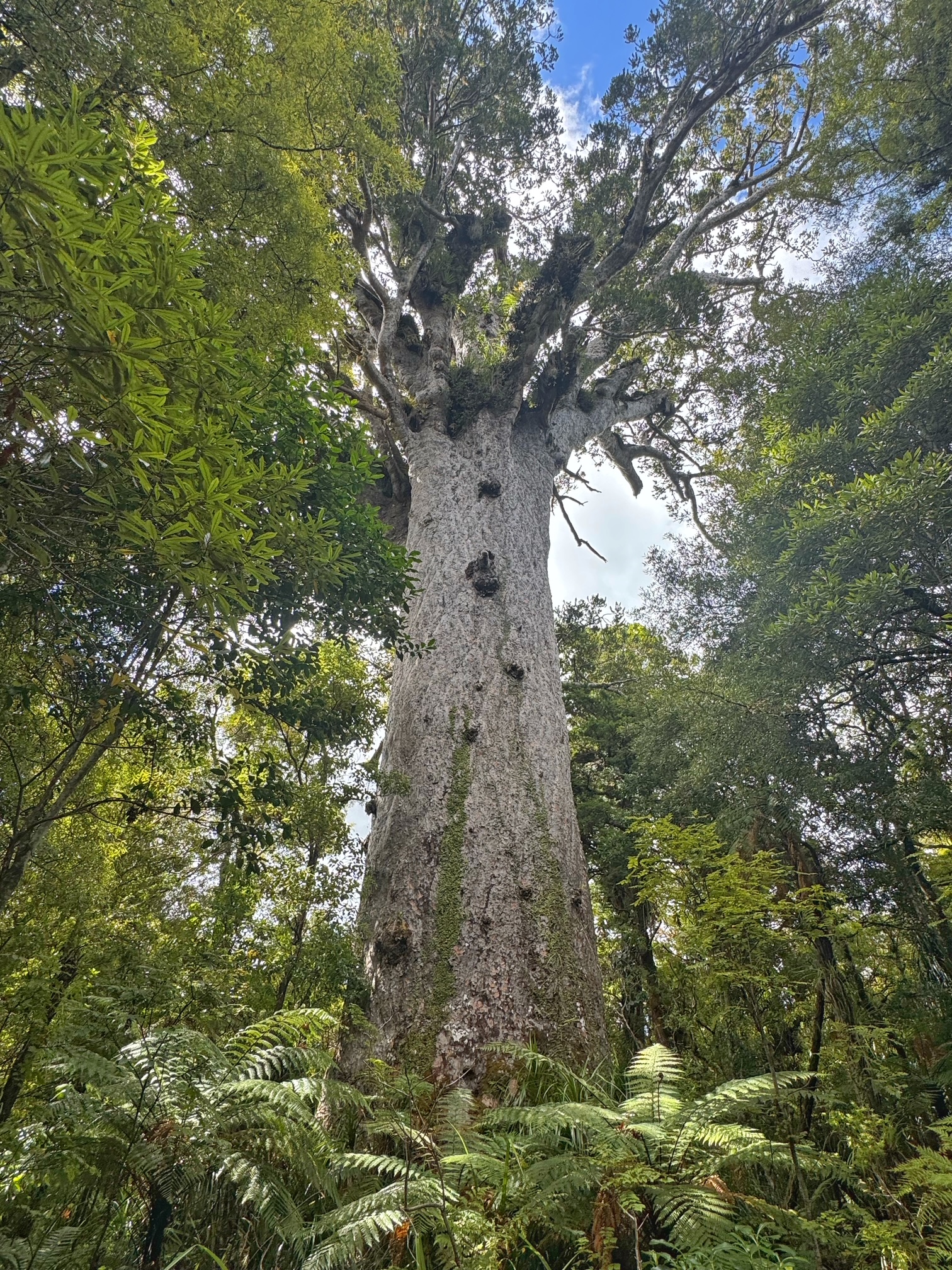 Lord of the Forest