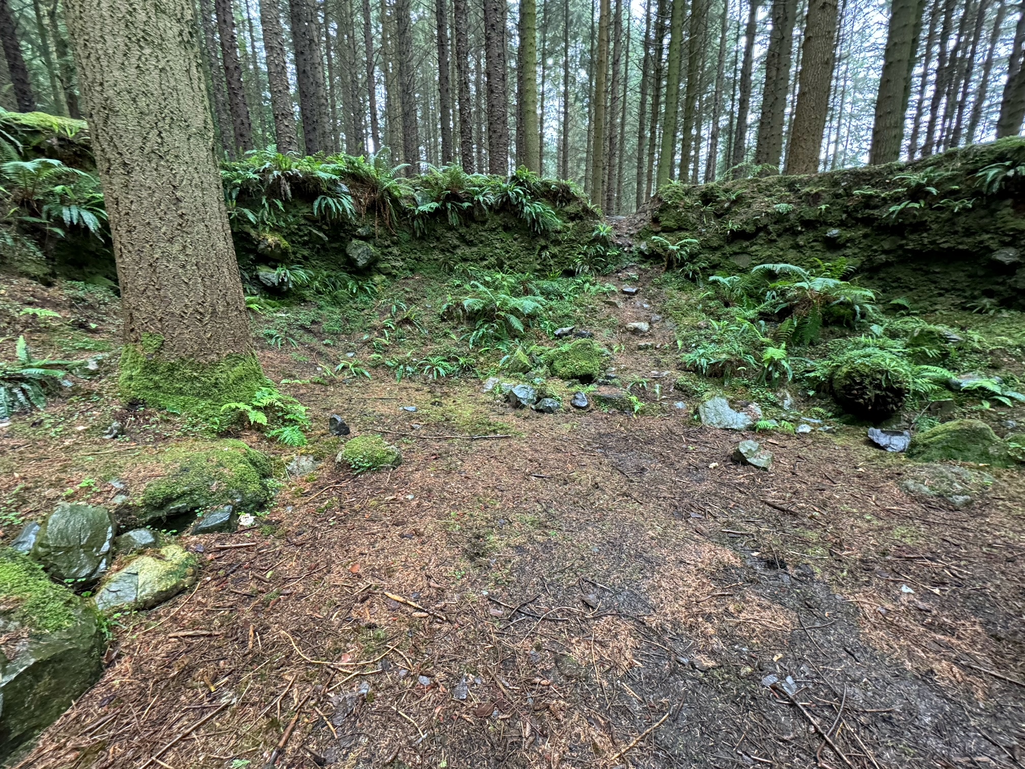Tollymore Forest Wildling Pit