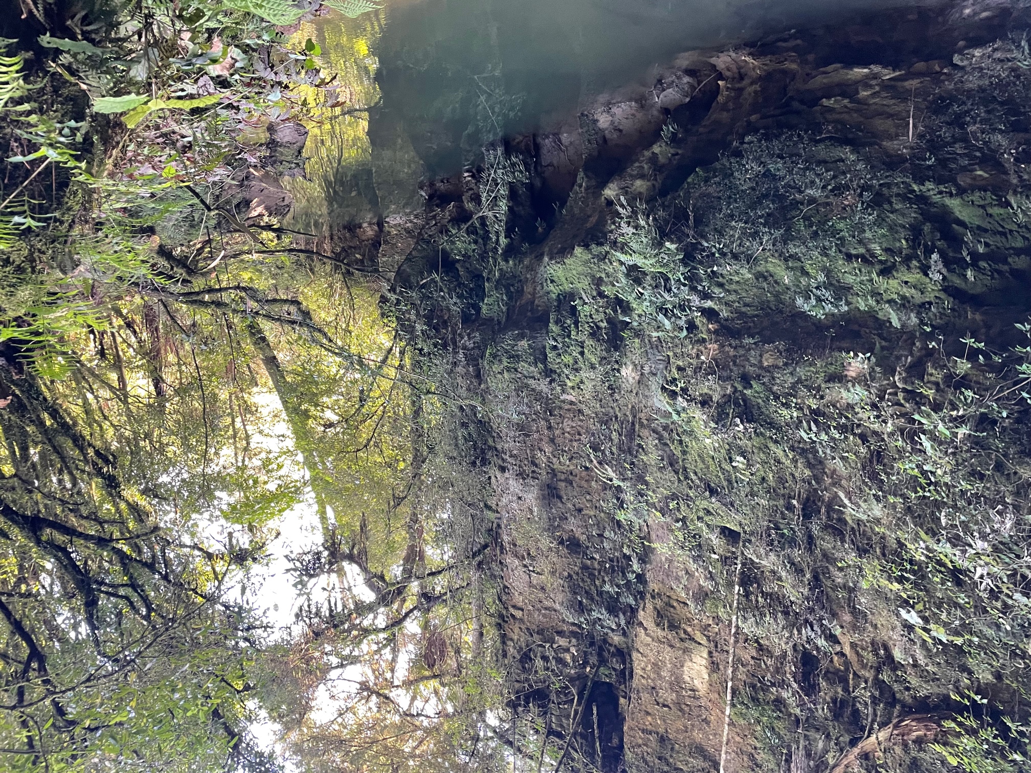 Waitomo Caves