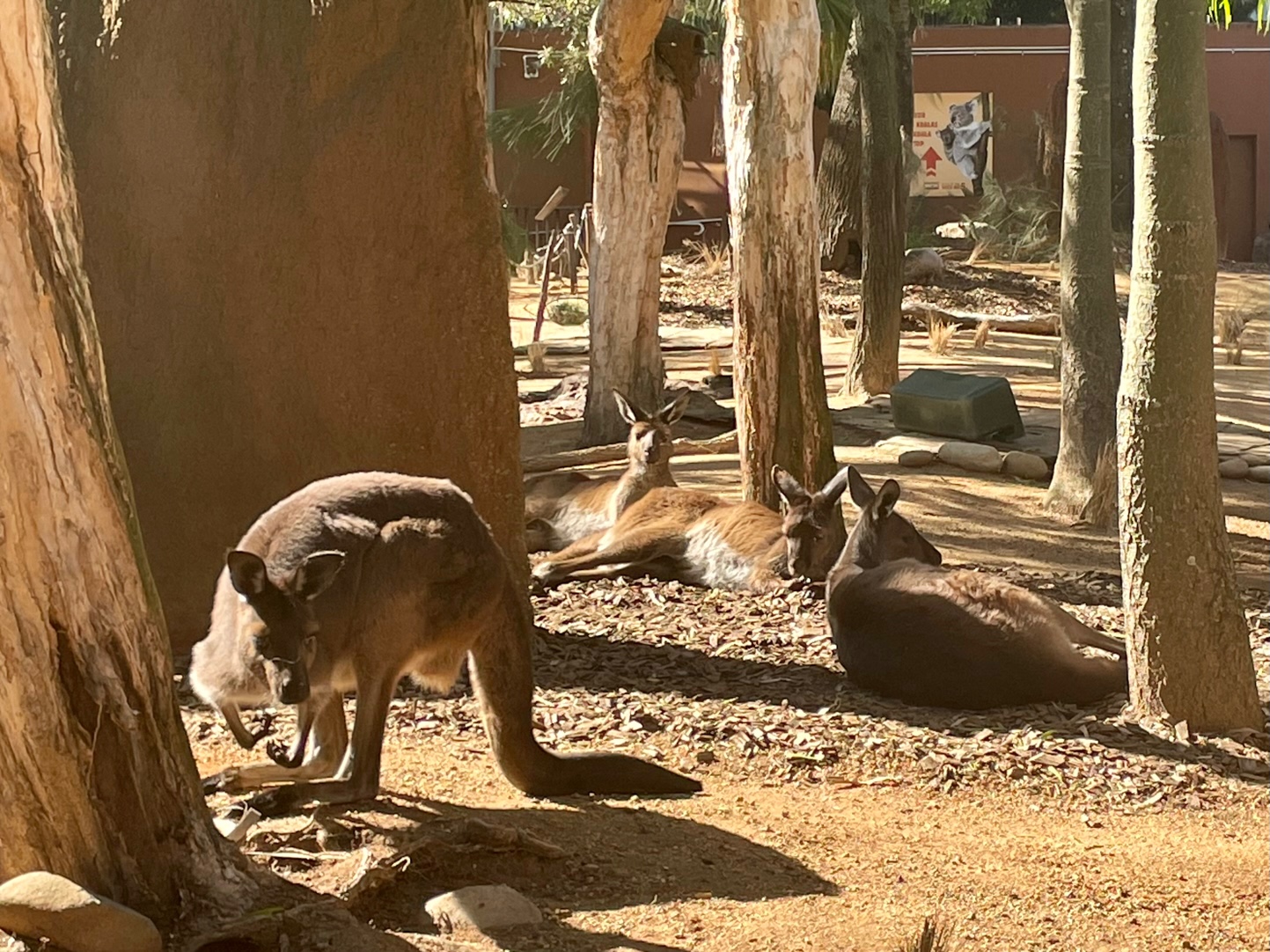 Wild Life Zoo Kangaroos