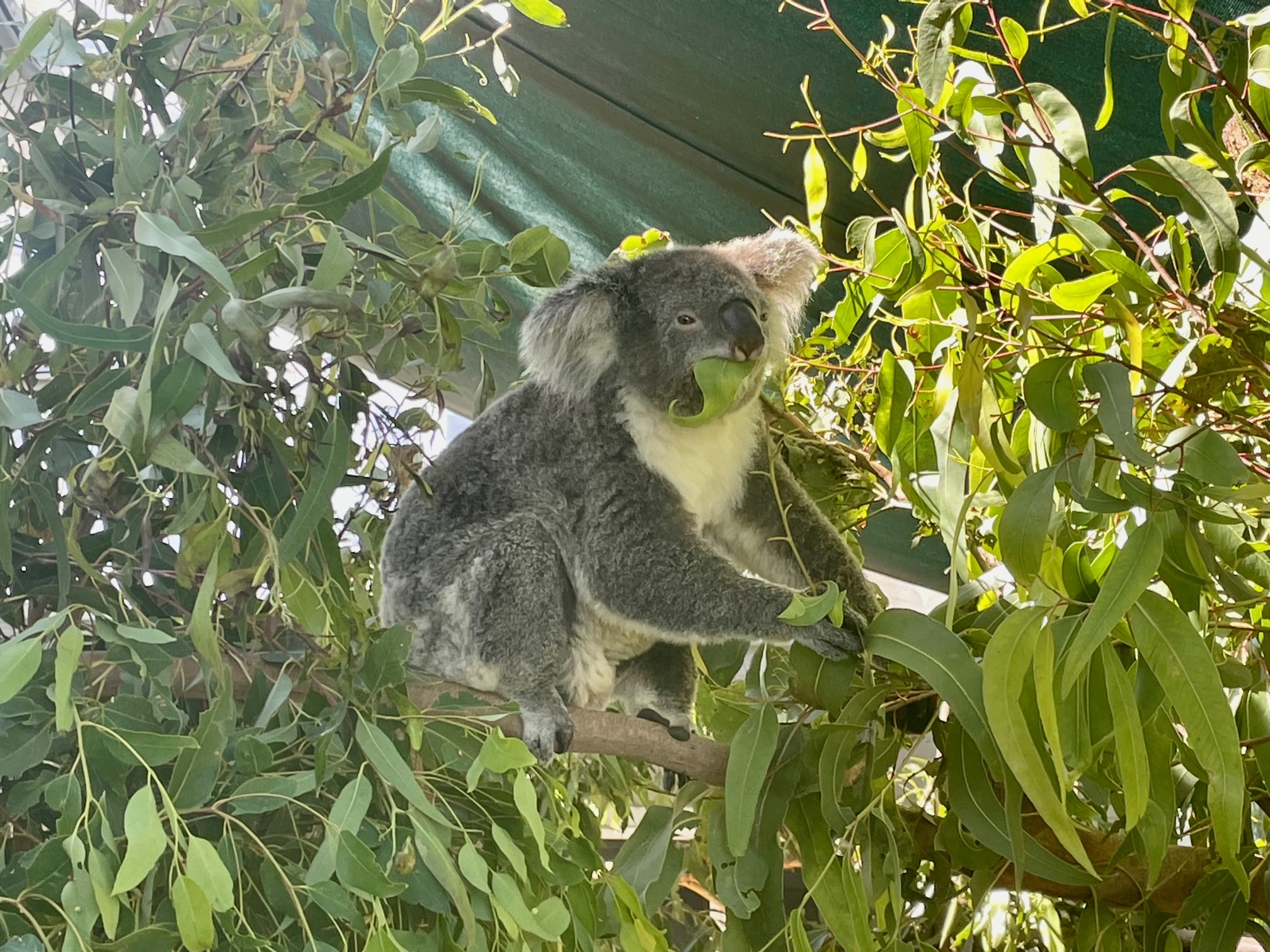 Wild Life Koala