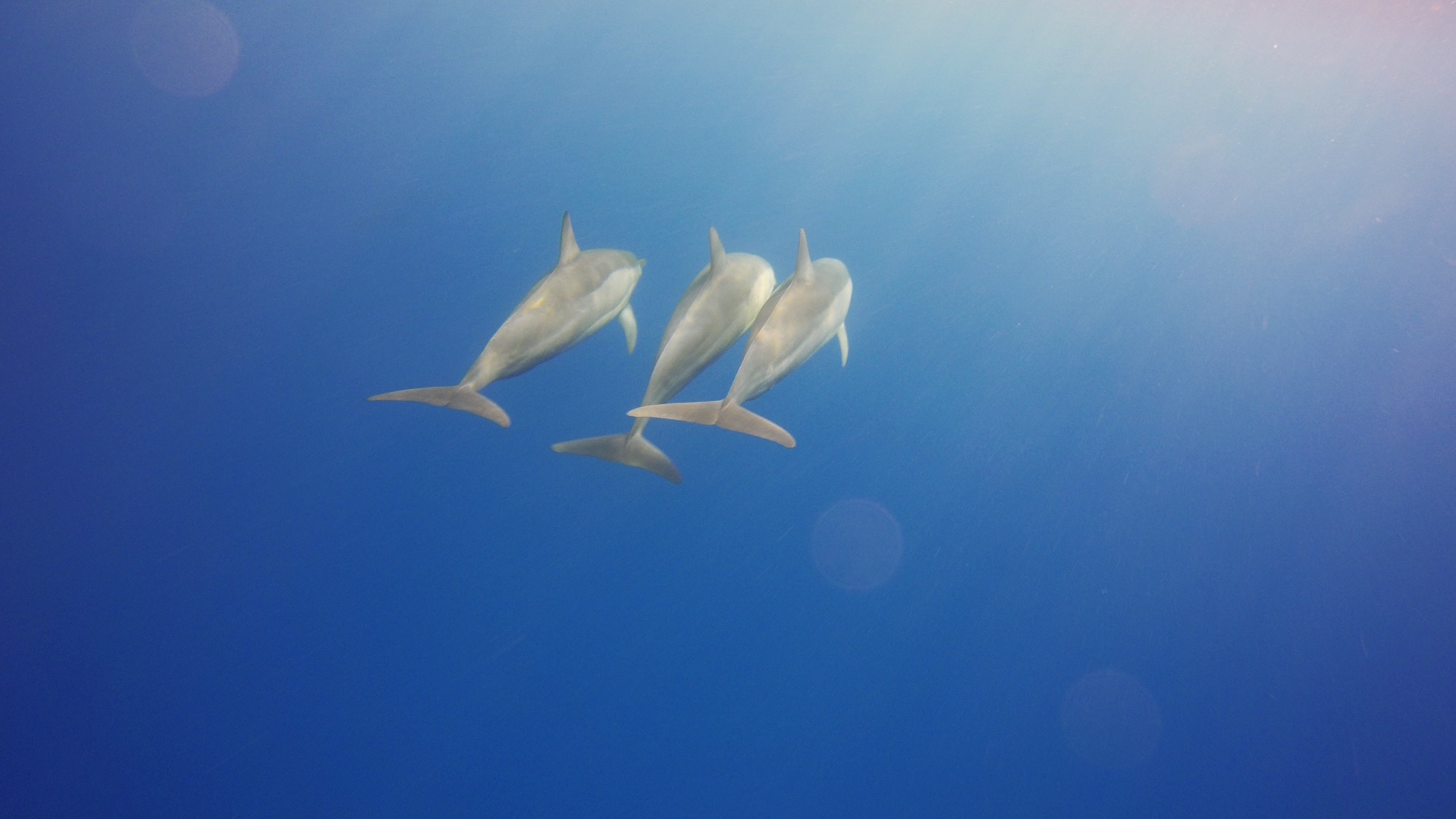 3 Dolphins