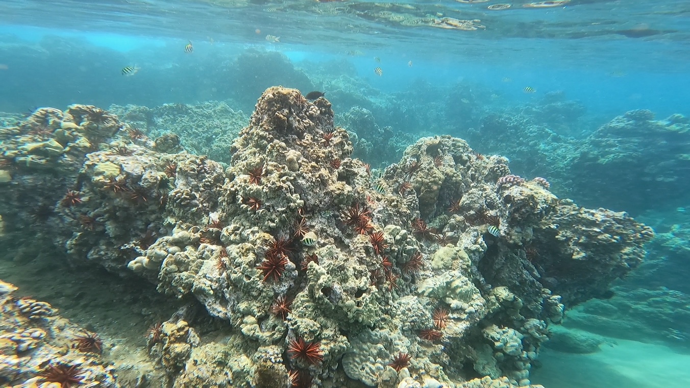 Coral