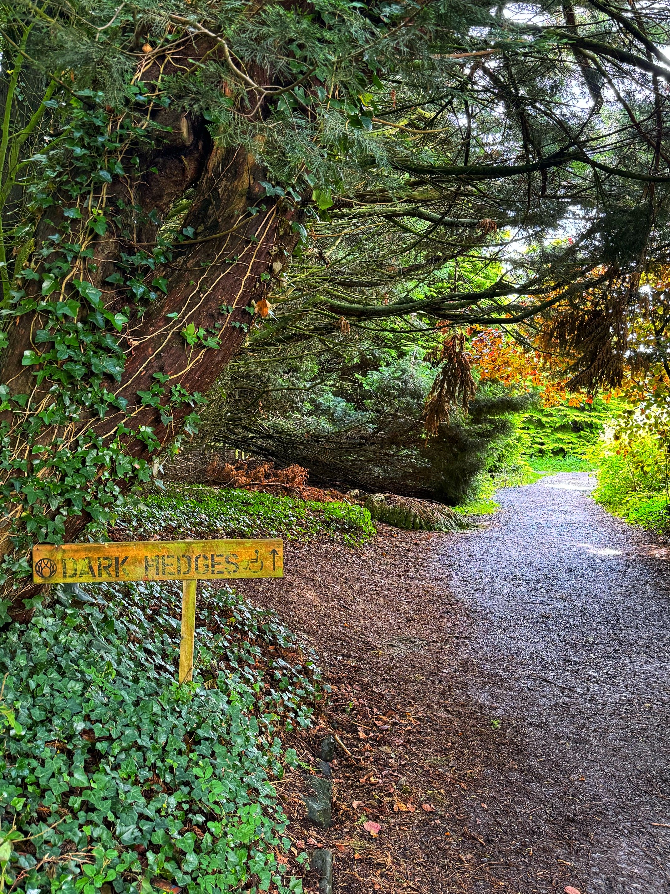 The Dark Hedges is a highly photogenic lane lined with Beech Trees, that was used as the King's Road in Game of Thrones.