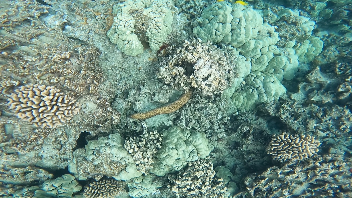 Eel