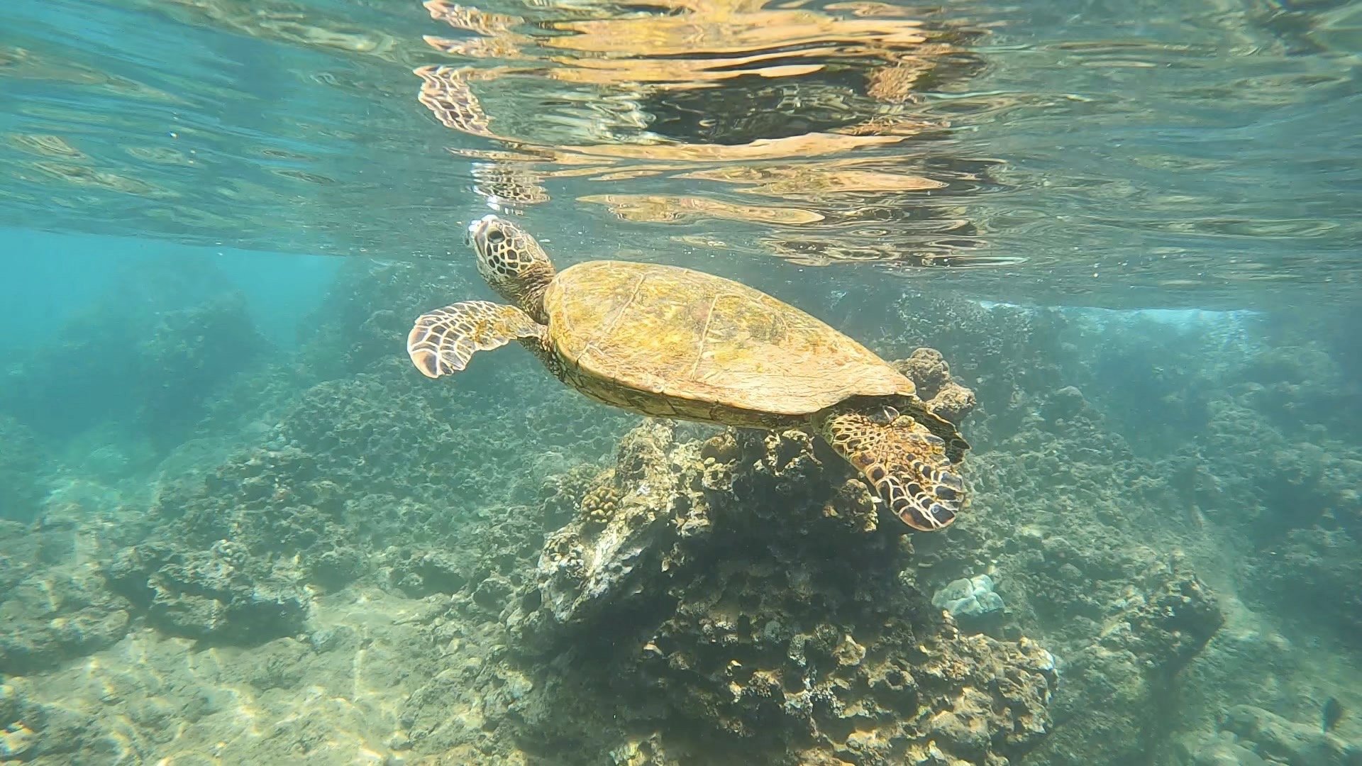 Hawaiian Honu