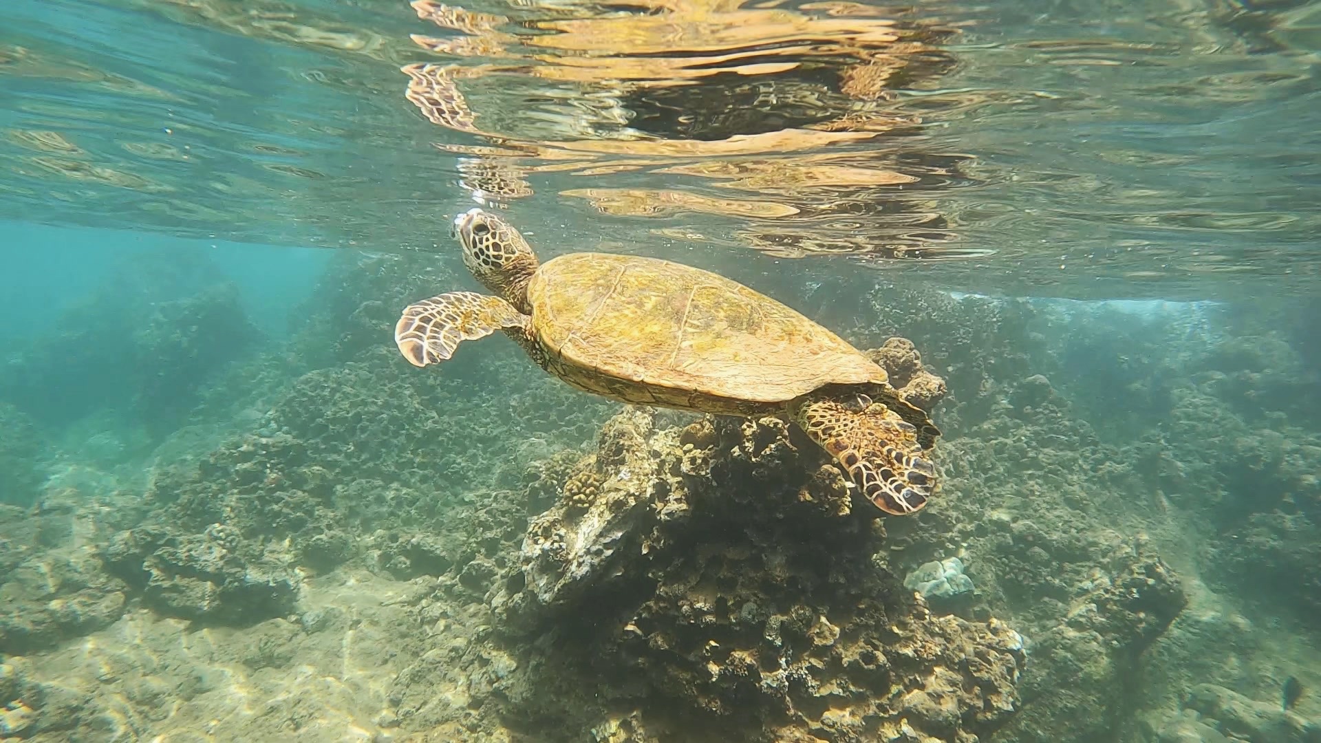 Honu