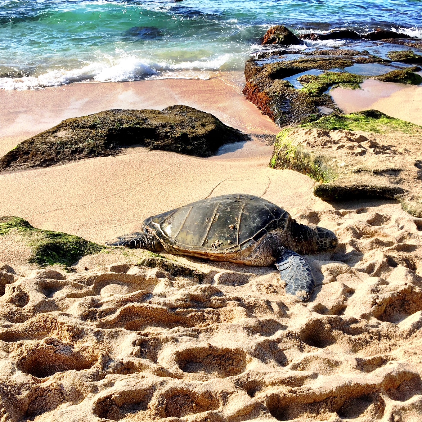 Honu on Shore