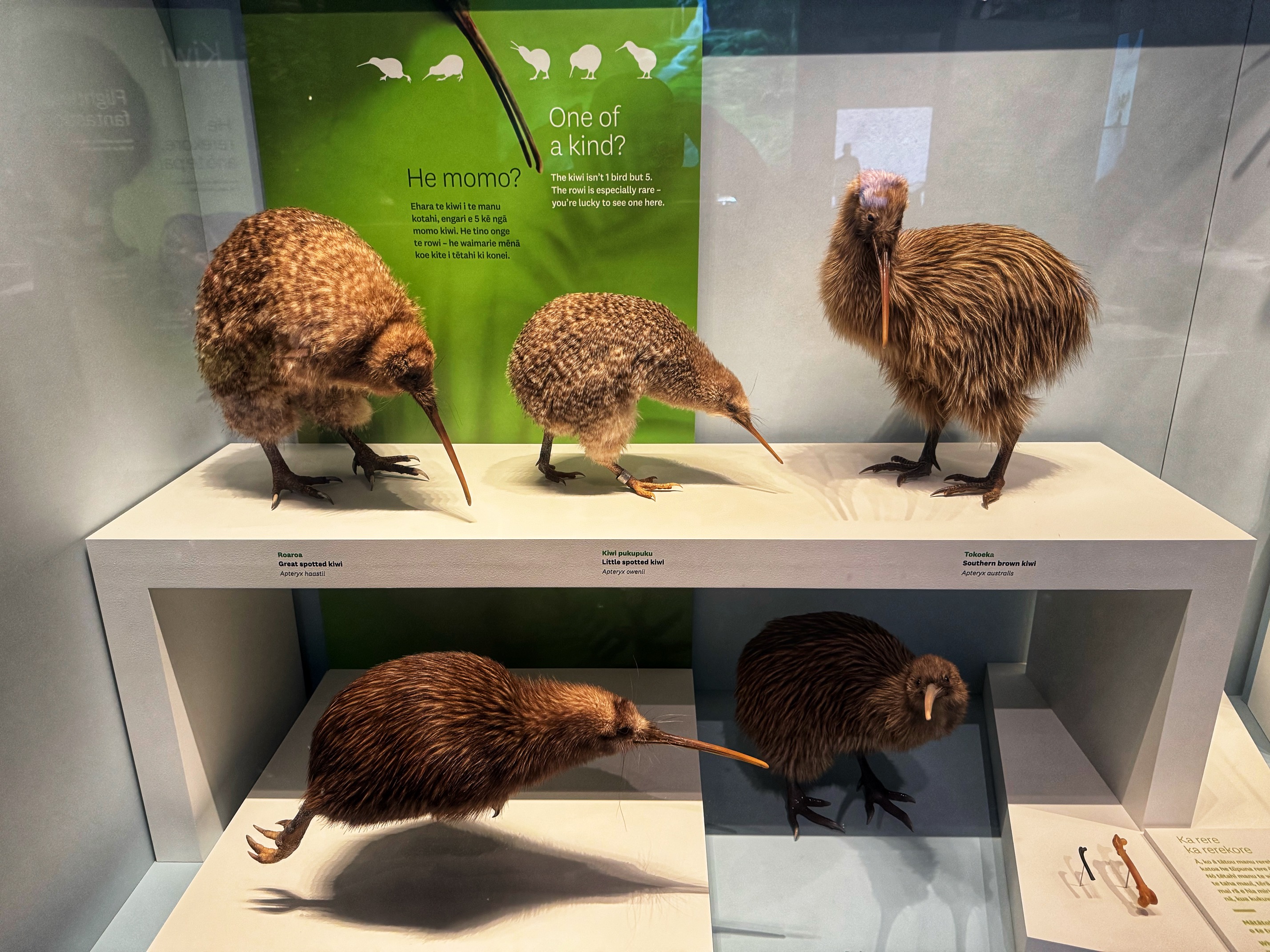 Kiwis