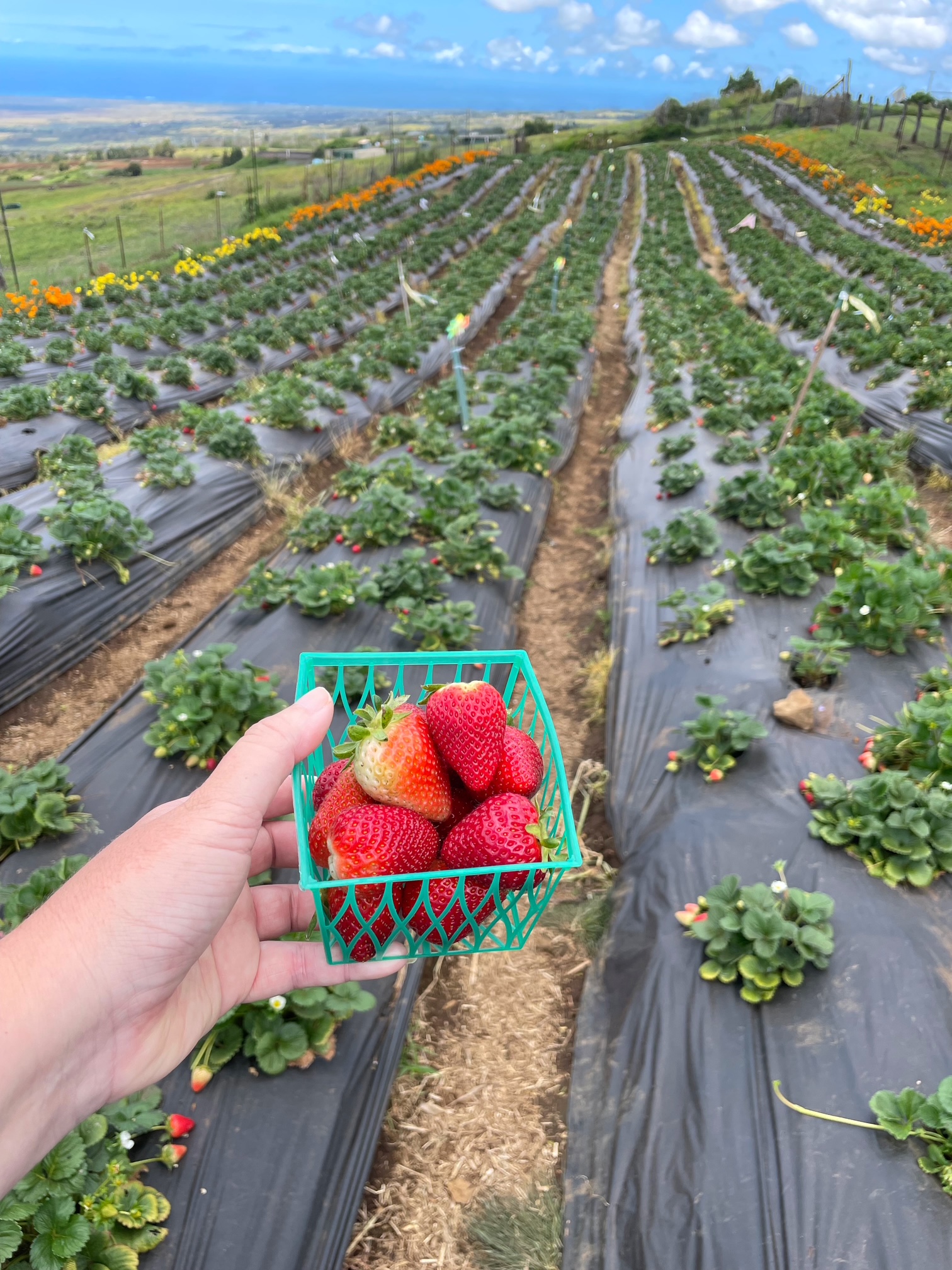 Kula Country Farms Strawberries