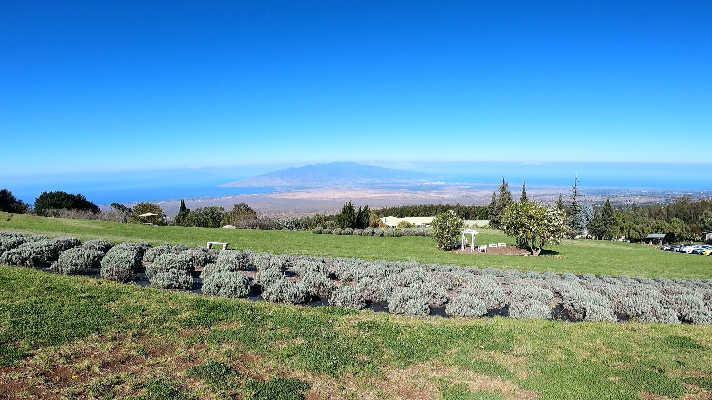 Lavender Farm