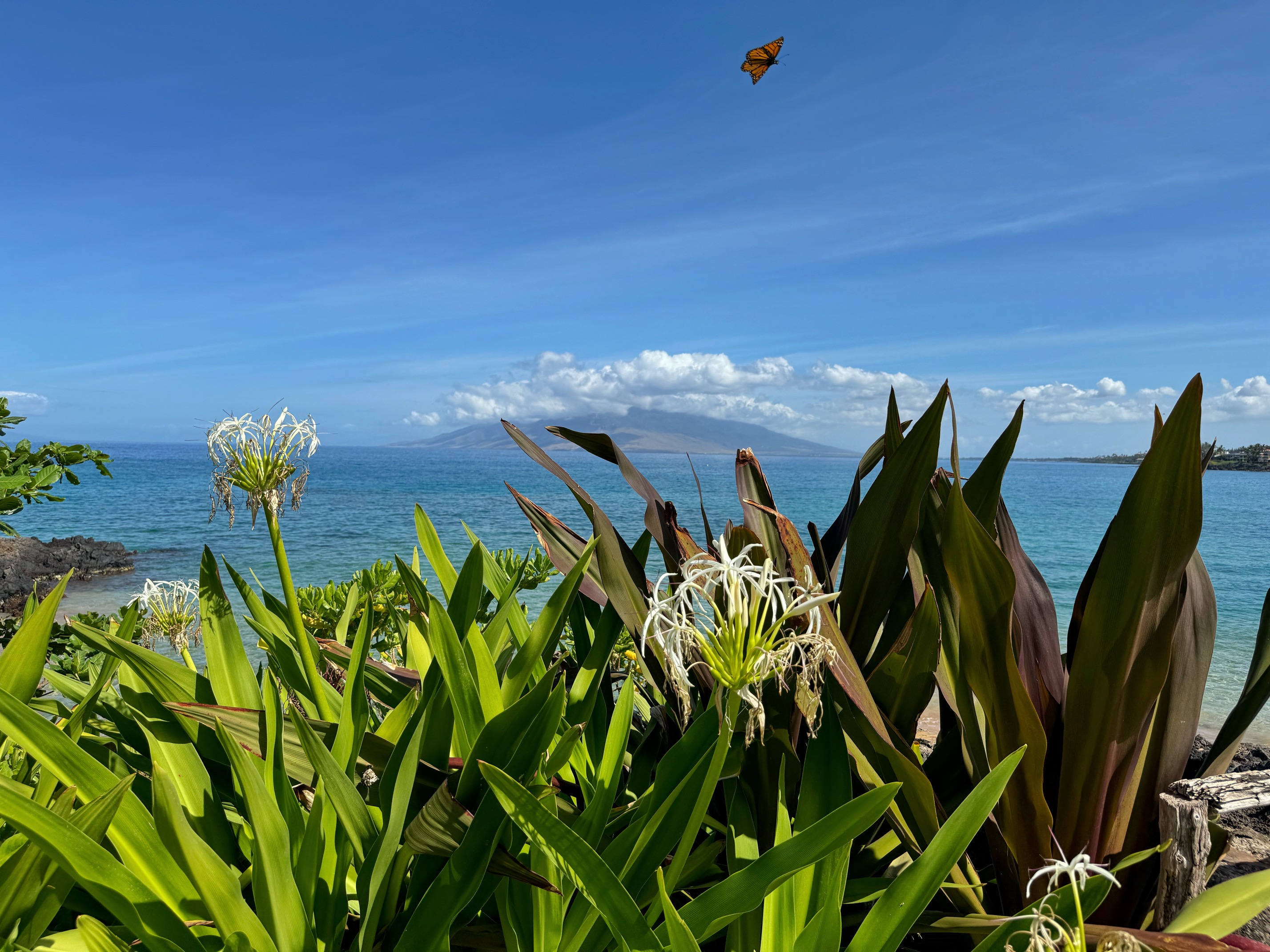 Makena Butterfly