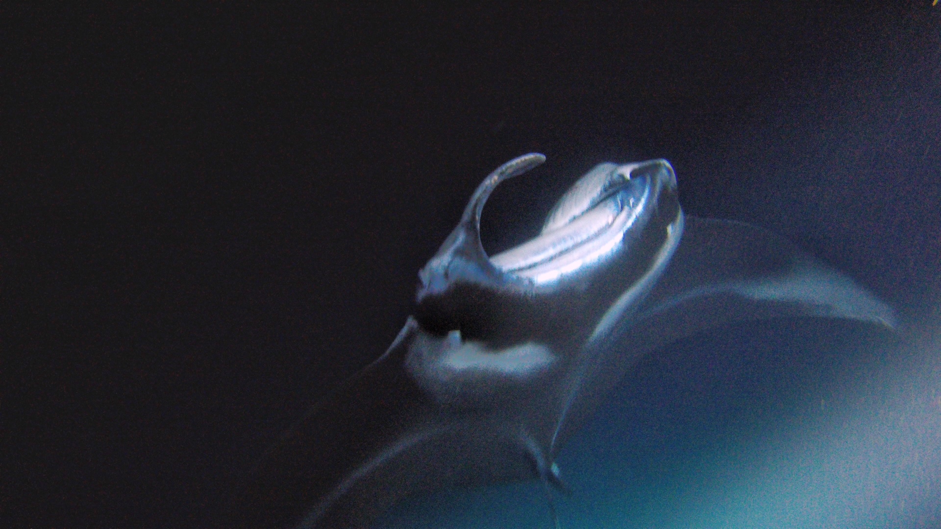 Manta