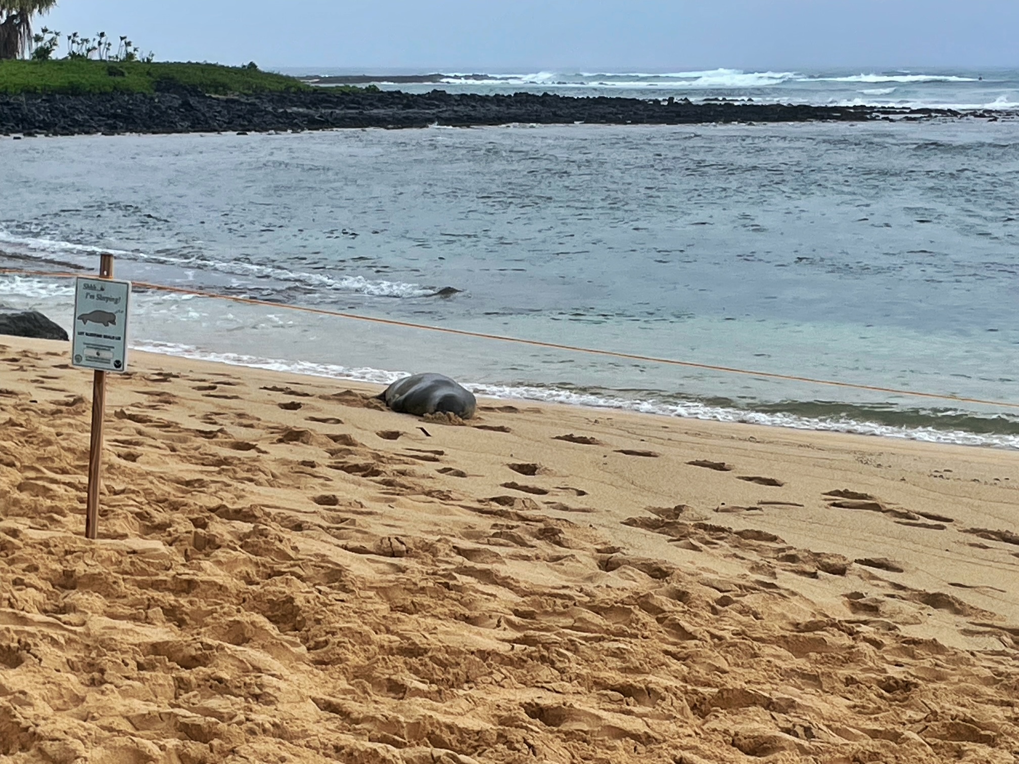 Monk Seal