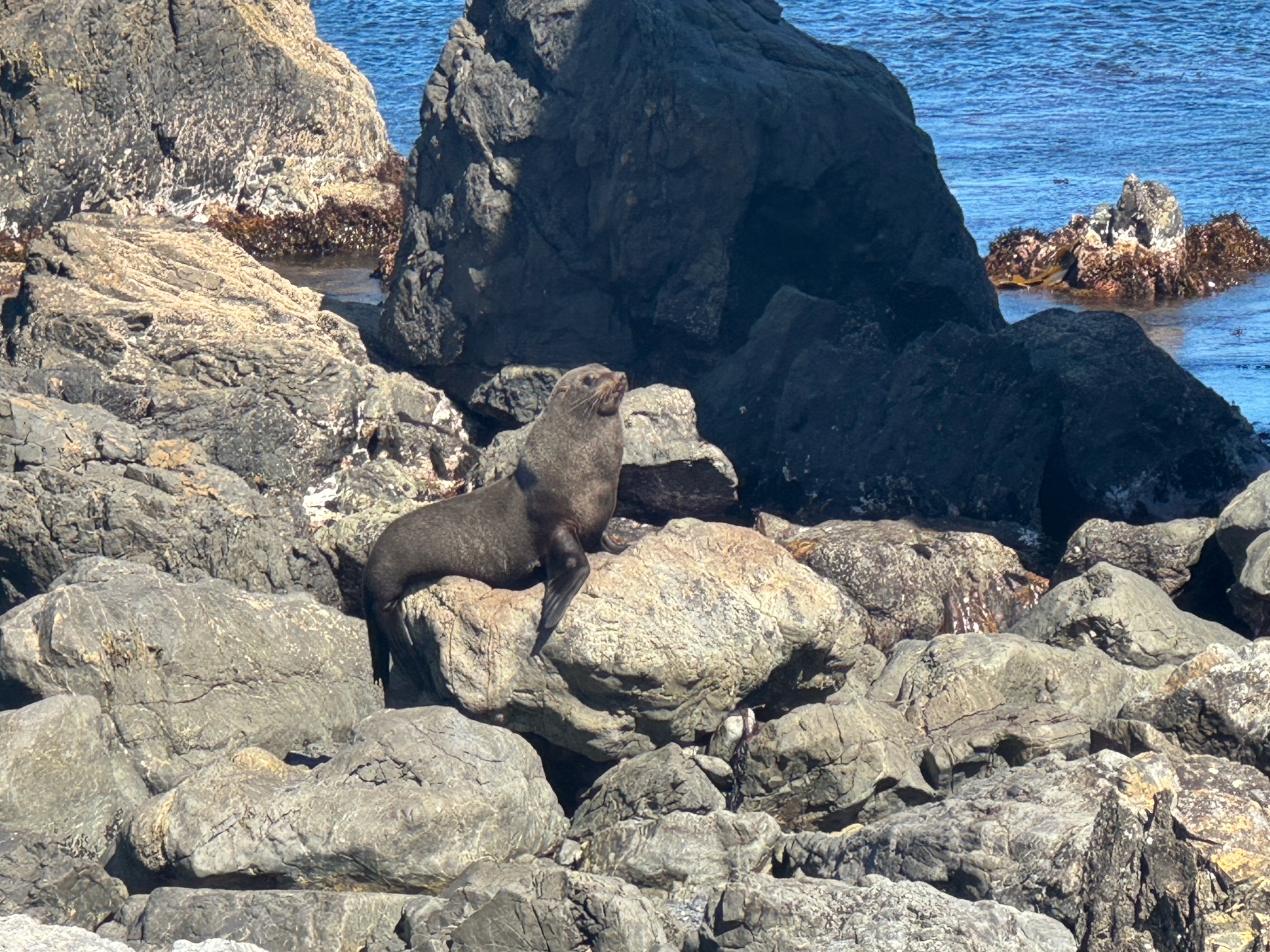 NZ Fur Seal NZ Fur Seal
