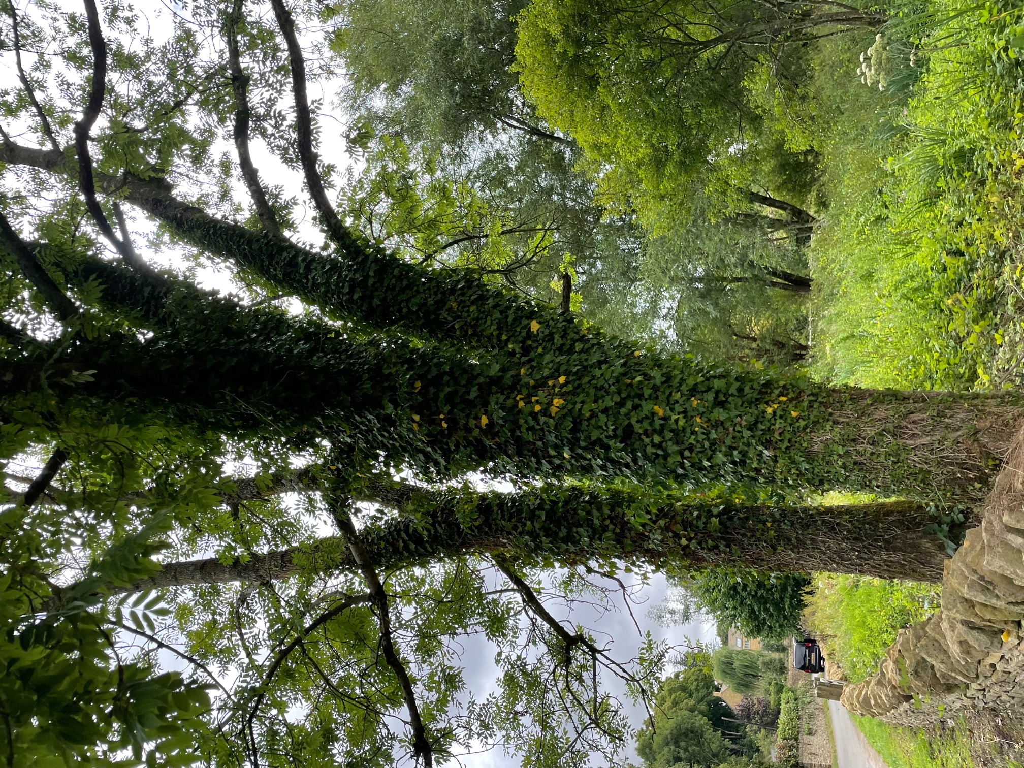 Slaughter Trees Slaughter Trees