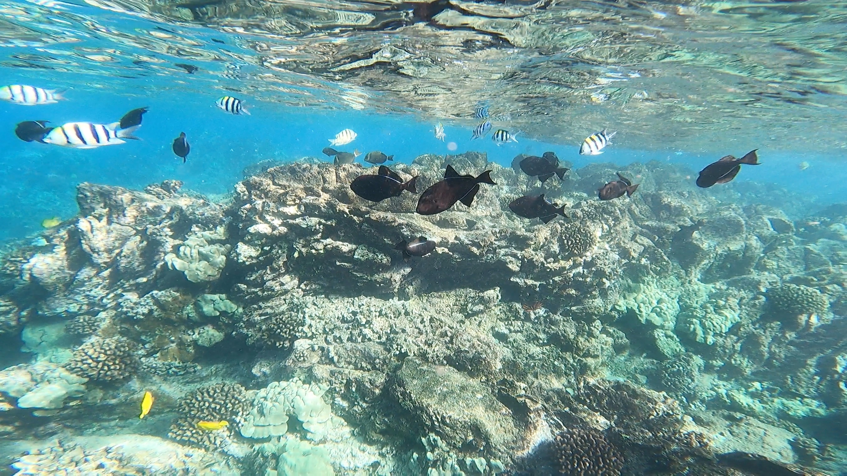 Snorkeling Makena Maui