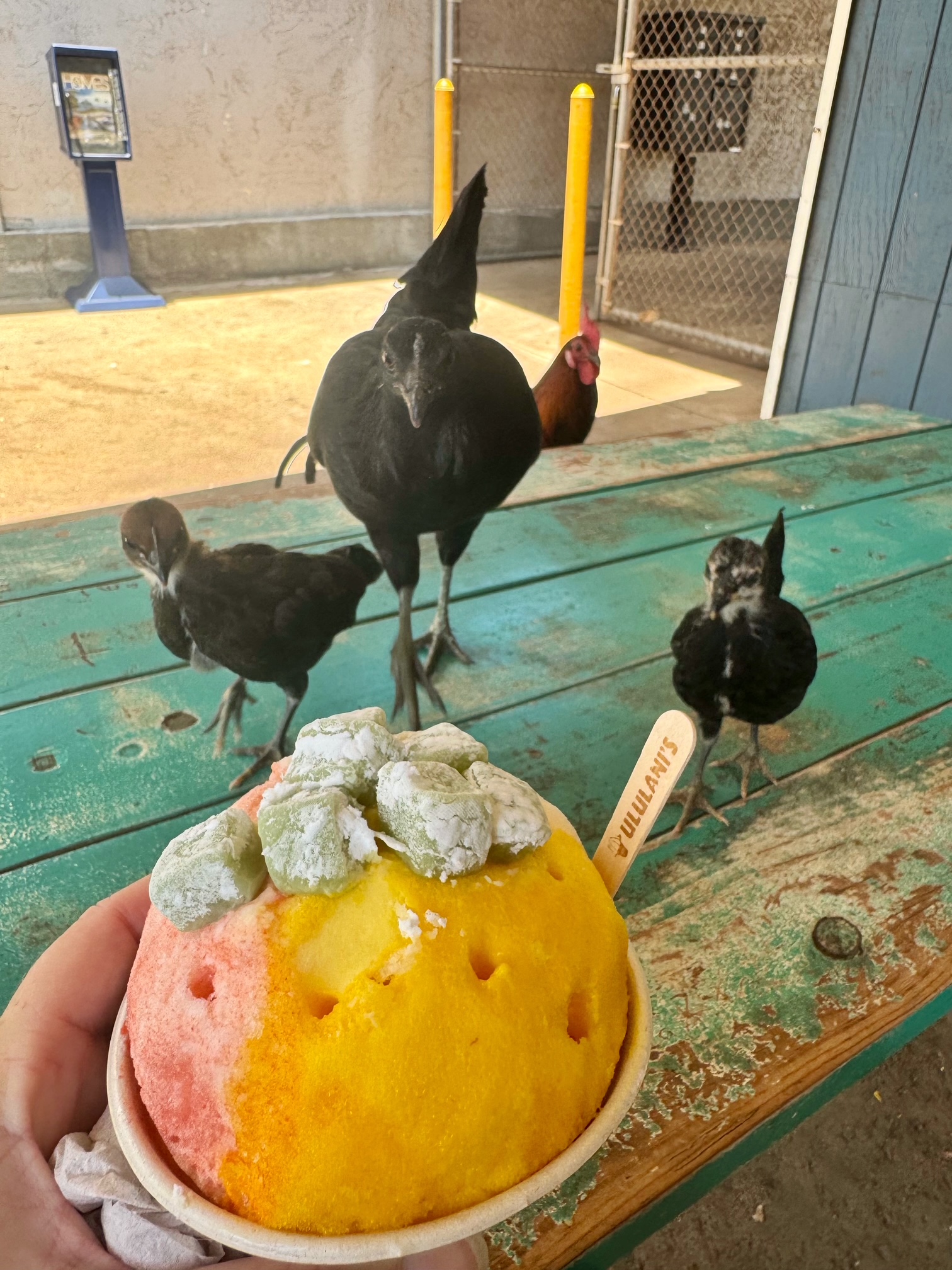 Ululani's Chickens
