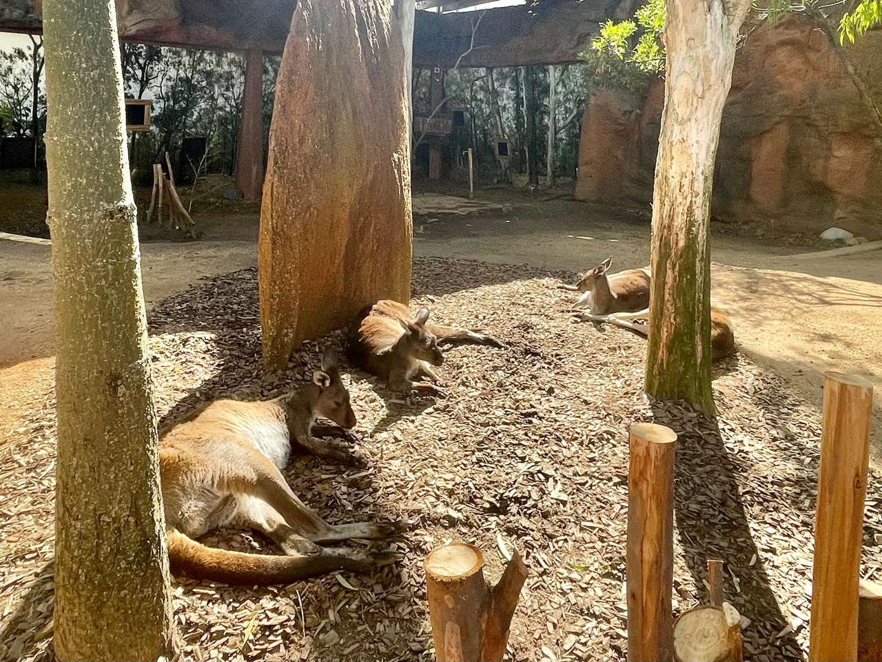 Wild Life Zoo Lounging Kangaroos 